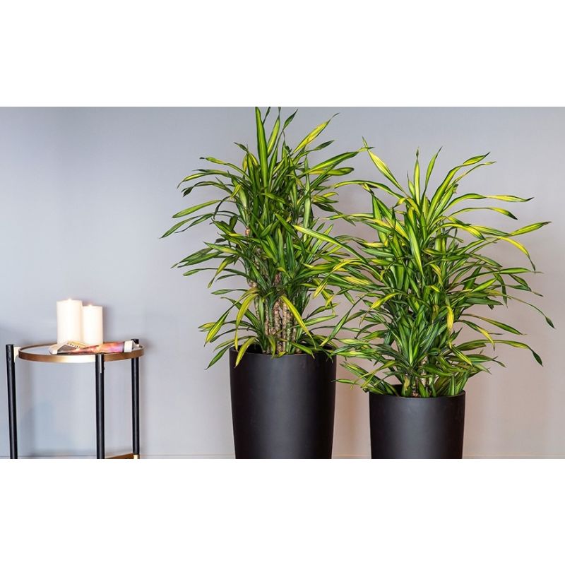 Dracaena Riki vertakt