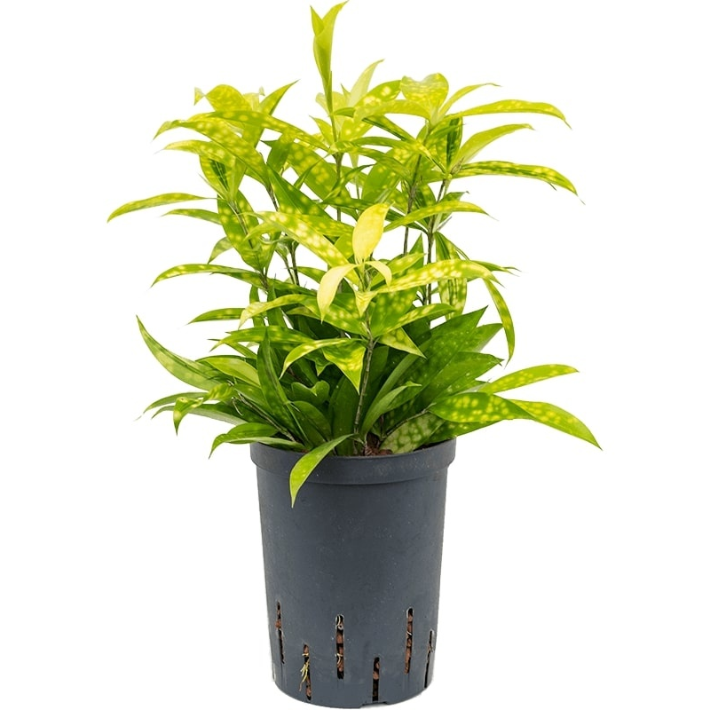 Dracaena Surculosa Mike