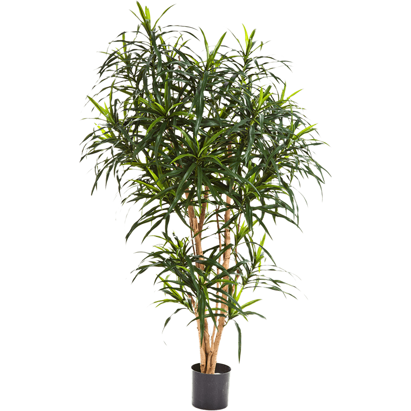 Dracaena Anita Tree - kunstplant