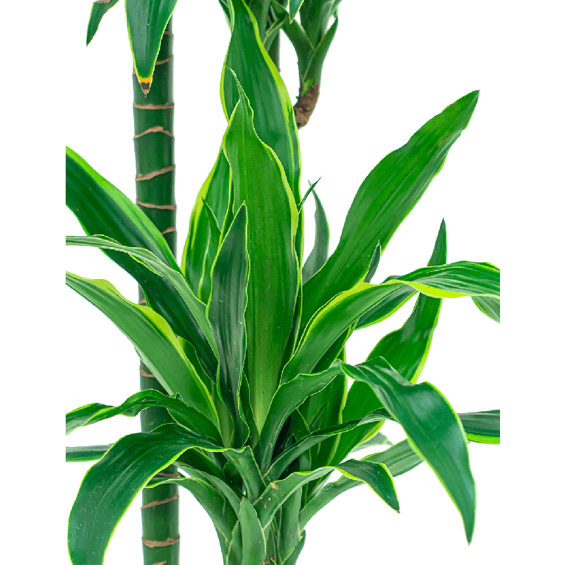 Dracaena Arturo 3-stam