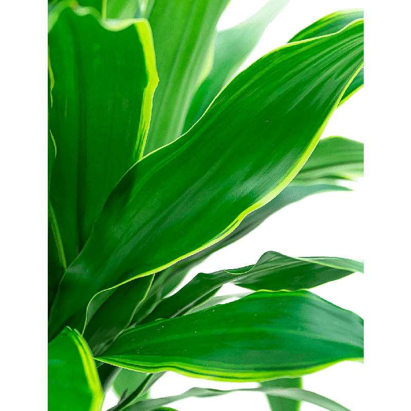 Dracaena  Black Jack in Baq Vulcana Partner Straight Zwart