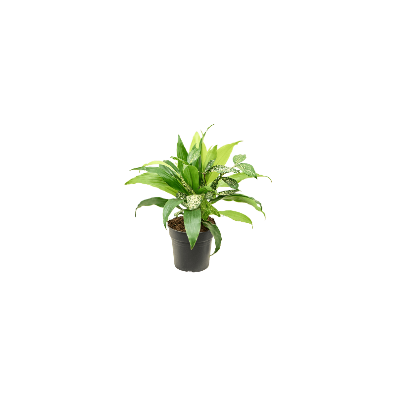 Dracaena Bright