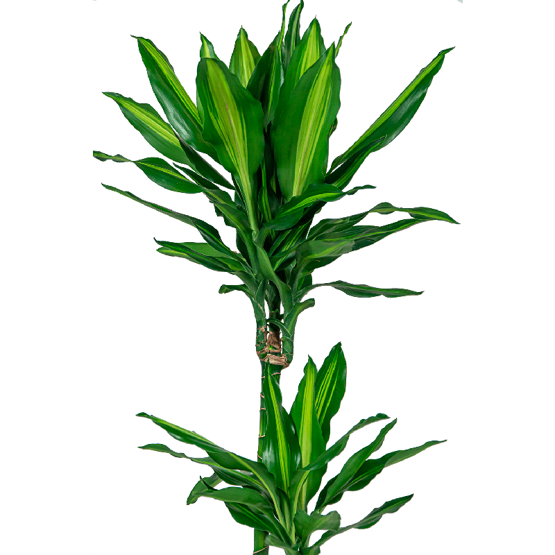 Dracaena Cintho 4-stam