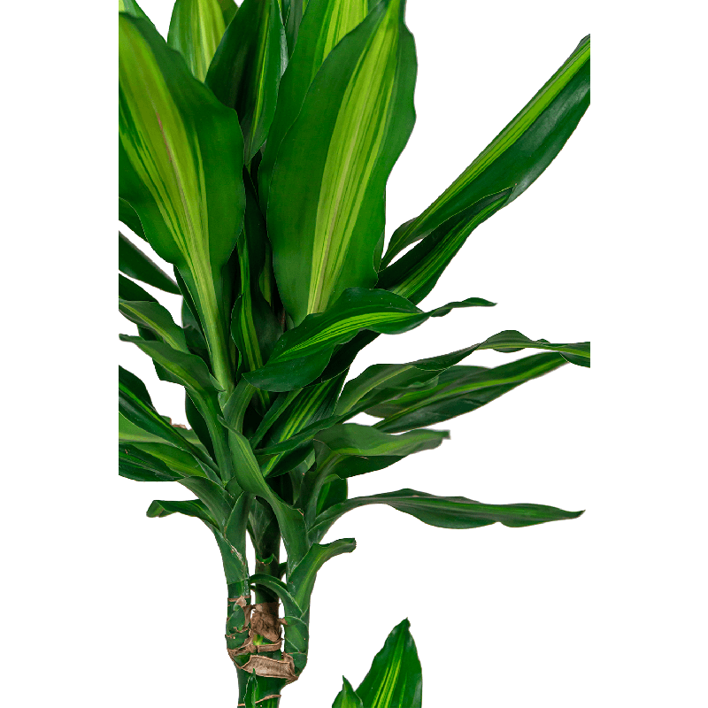 Dracaena Cintho 4-stam