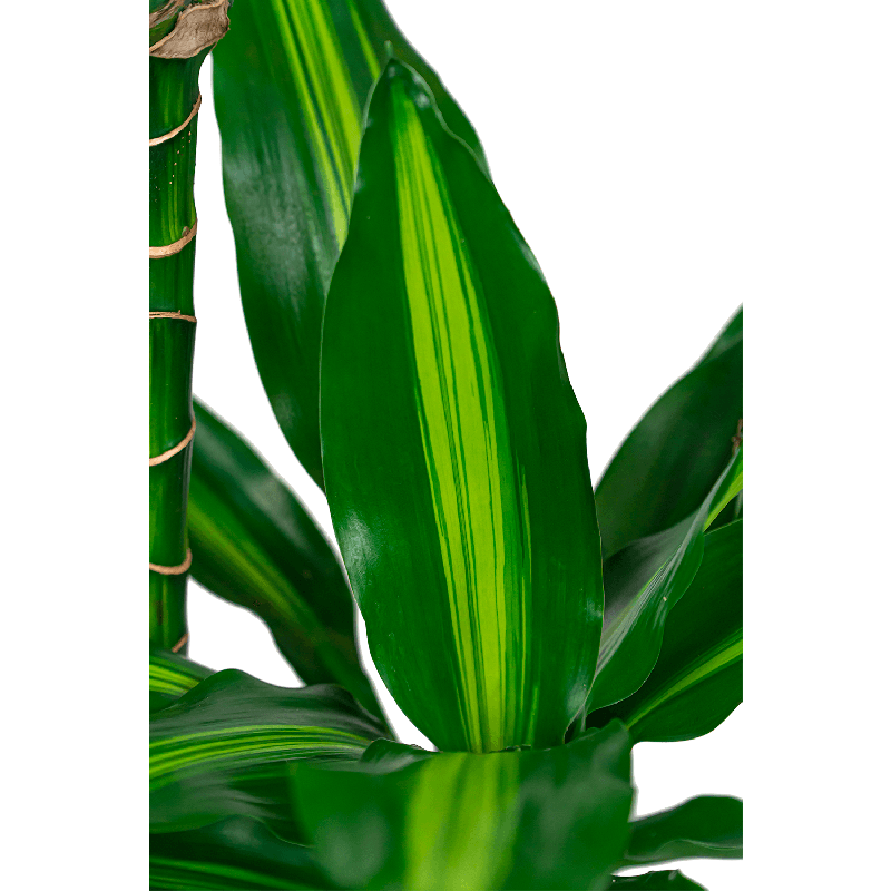 Dracaena Cintho 4-stam