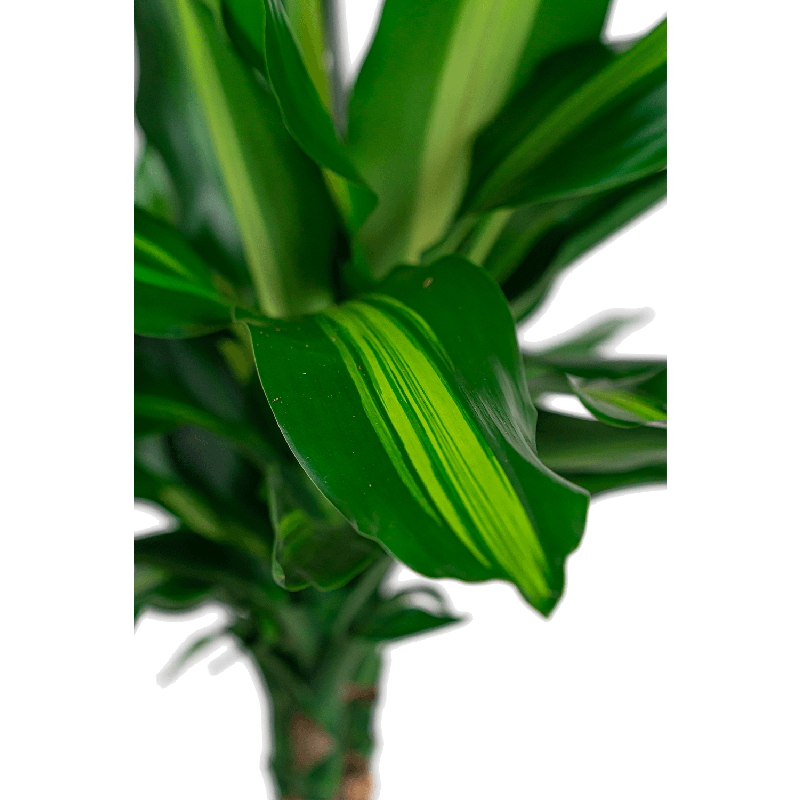 Dracaena Cintho 3-stam