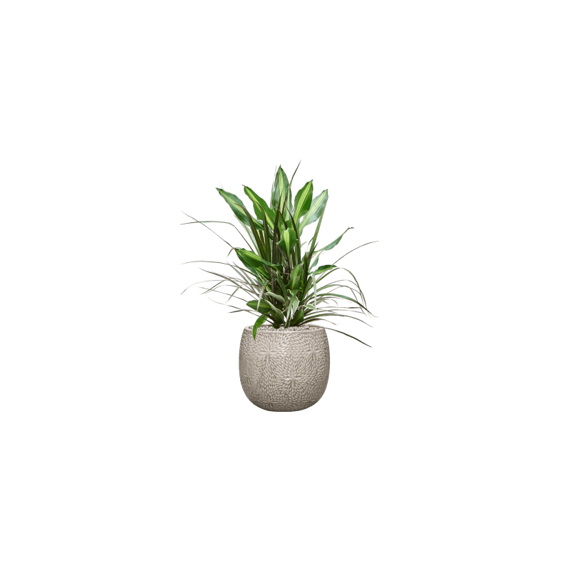 Dracaena Combo