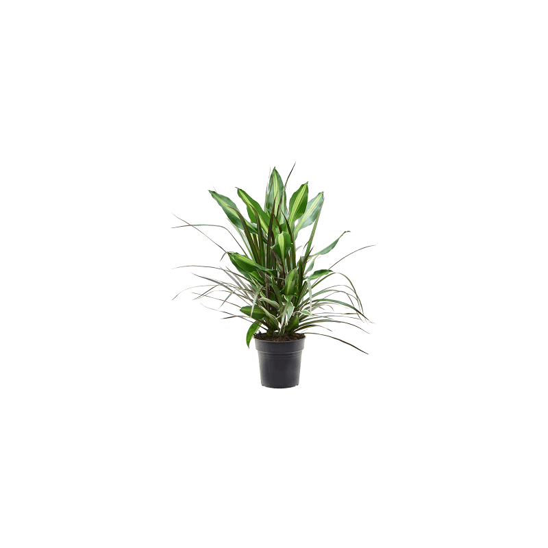 Dracaena Combo