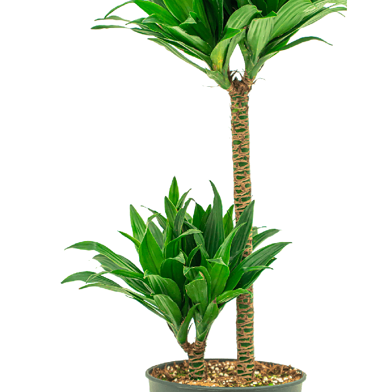 Dracaena Compacta 4-stam