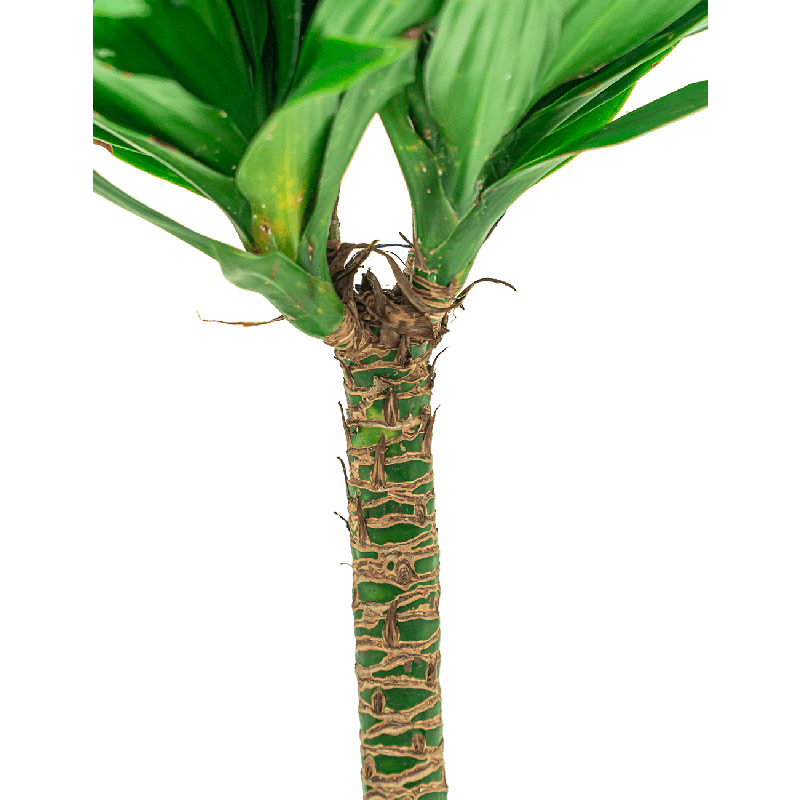 Dracaena Compacta 4-stam