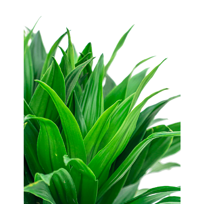 Dracaena Compacta 4-stam