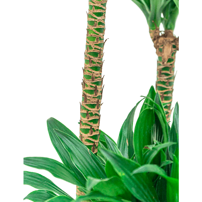 Dracaena Compacta in Amora Couple Goud