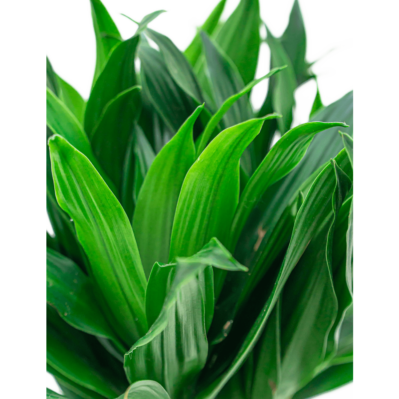 Dracaena Compacta in watergevende Rondo bruin