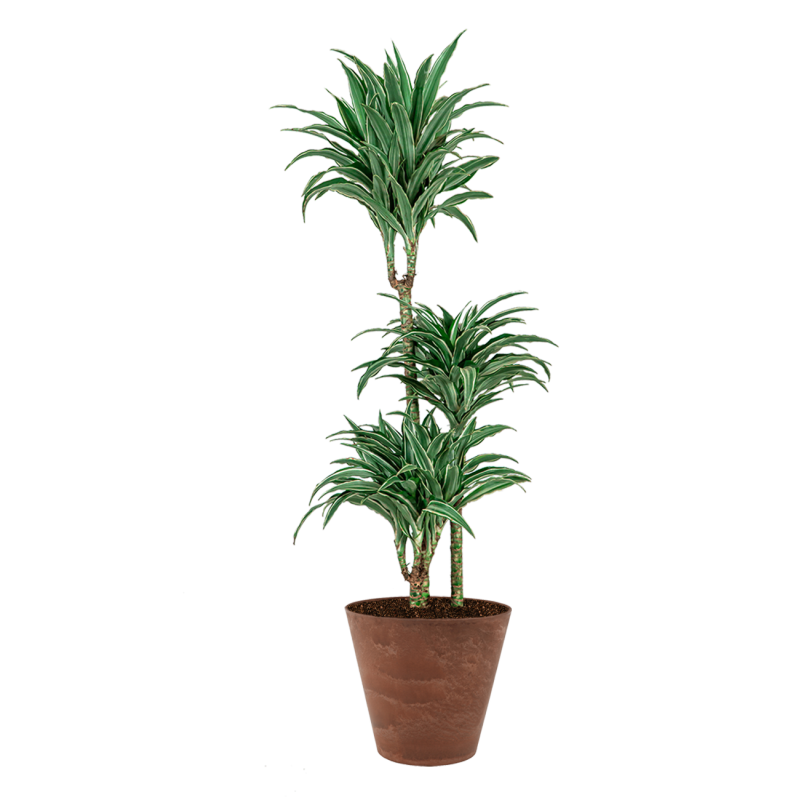 Dracaena Warneckei in Artstone Claire bruin