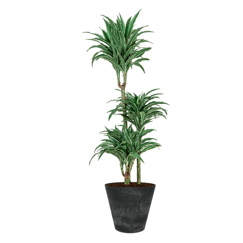 Dracaena Warneckei in Artstone Claire zwart