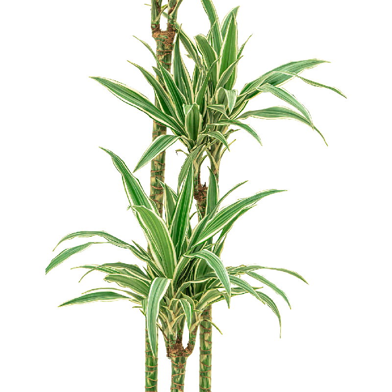 Dracaena White stripe 3-stam