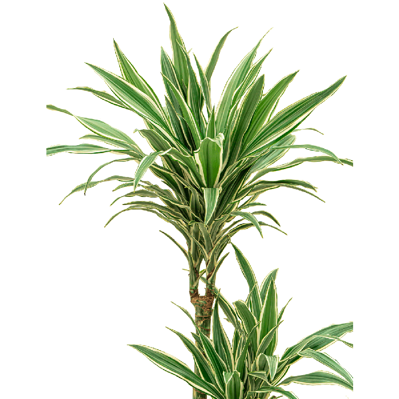 Dracaena White stripe 3-stam