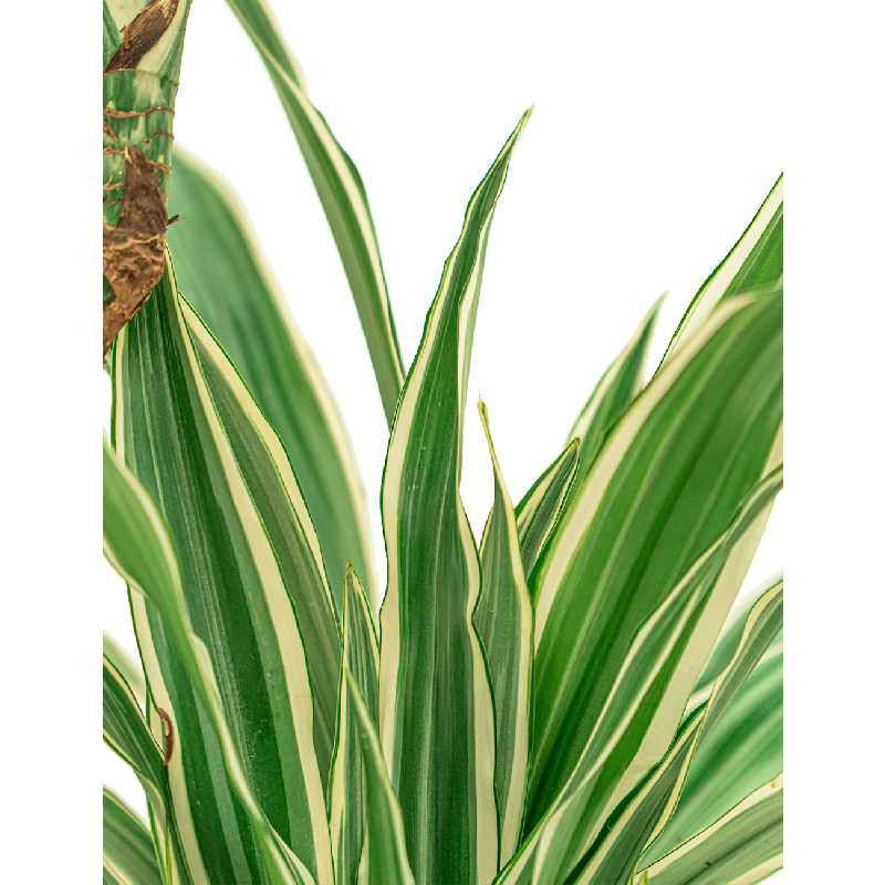 Dracaena White stripe 3-stam