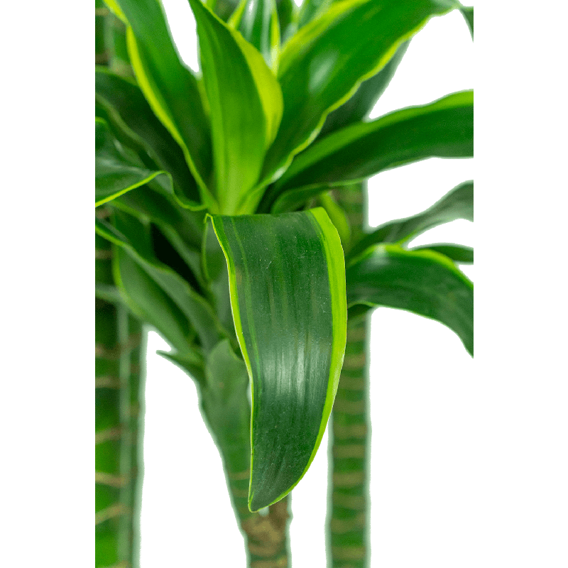 Dracaena Dorado in Baq Ease Cylinder Antraciet 