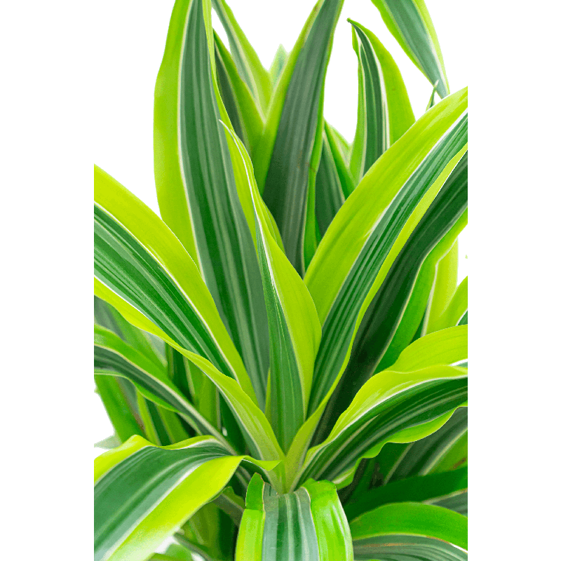 Dracaena Lemon Lime in Baq Luxe Lite Universe Layer 