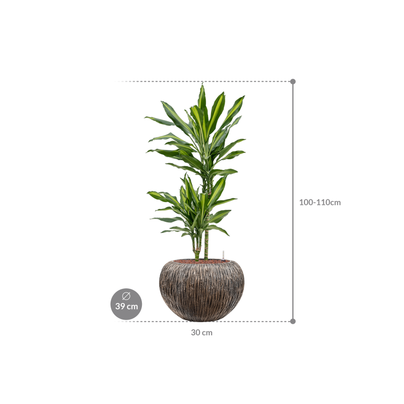 Dracaena Cintho in Baq Luxe Lite Universe Waterfall Globe