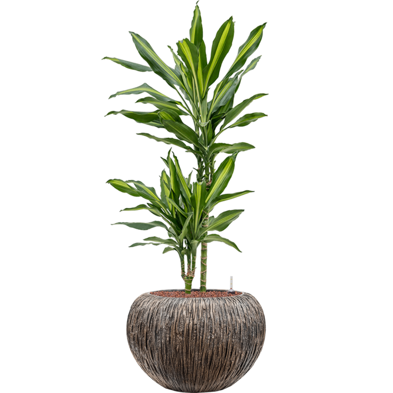 Dracaena Cintho in Baq Luxe Lite Universe Waterfall Globe