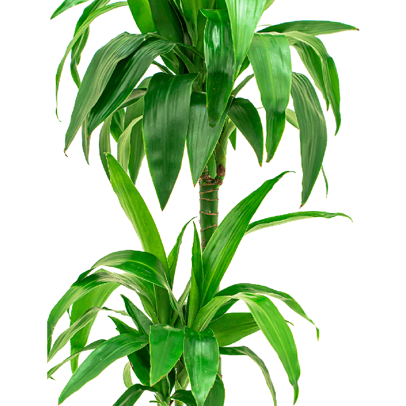 Dracaena Janet Craig 2-stam