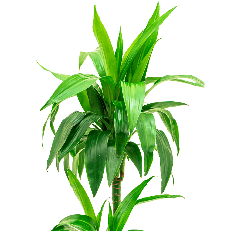 Dracaena Janet Craig 2-stam