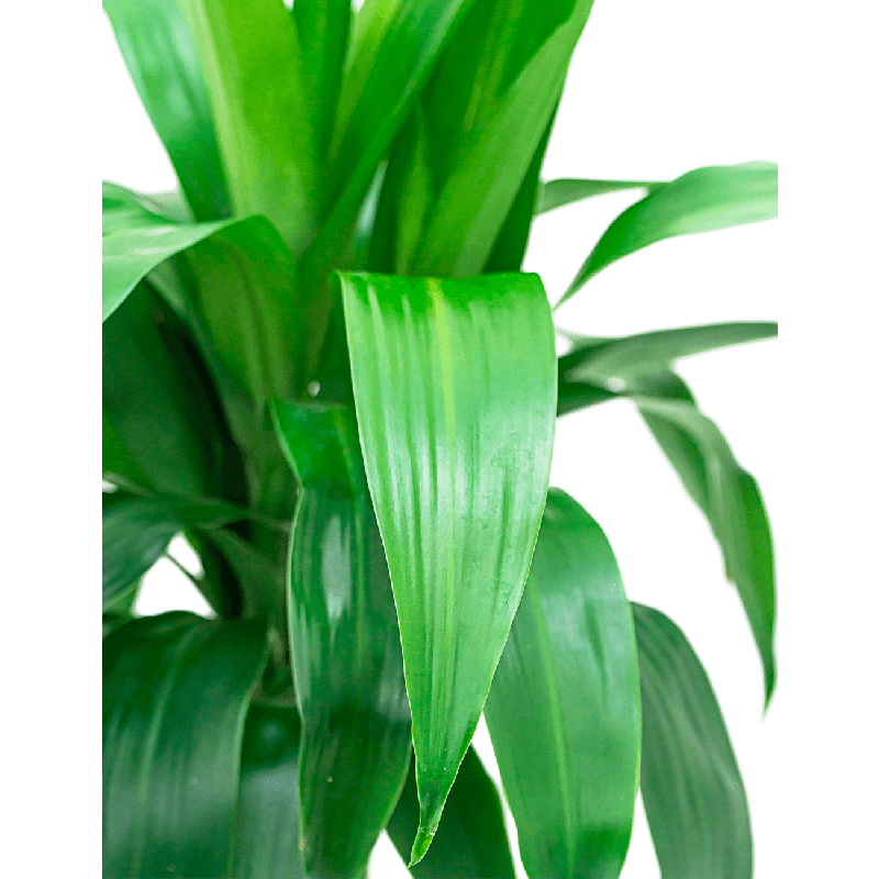 Dracaena Janet Craig 2-stam