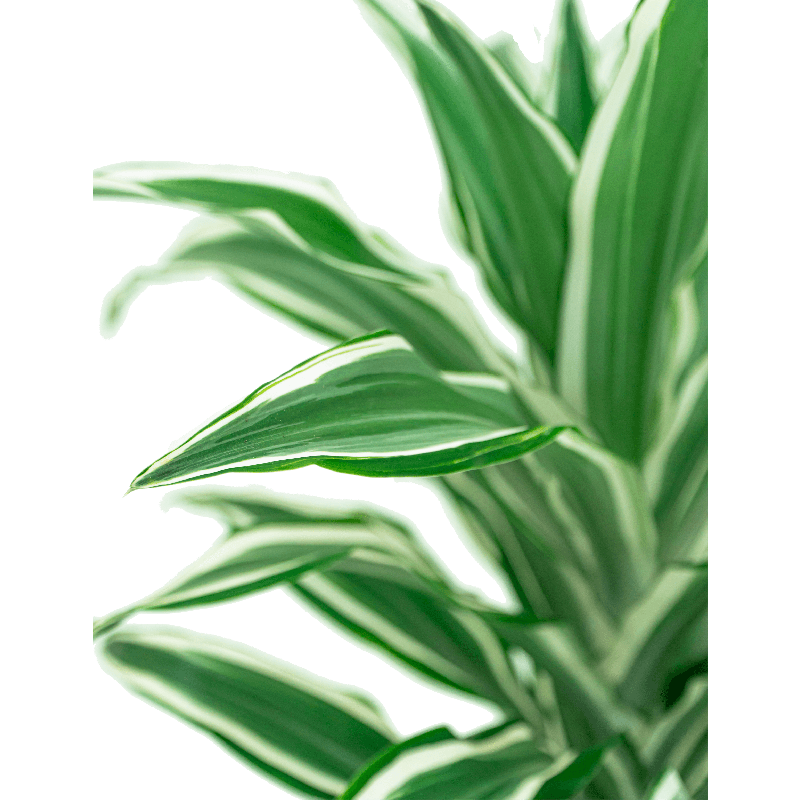 Dracaena White Jewel in Capi Nature Groove Egg