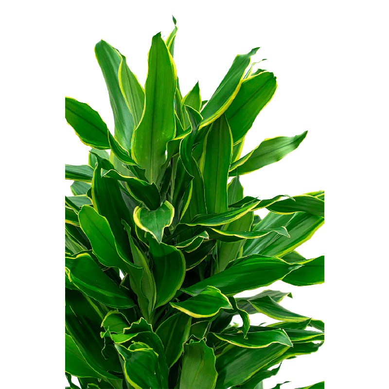 Dracaena Golden Coast vertakt