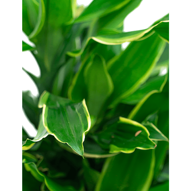 Dracaena Golden Coast vertakt