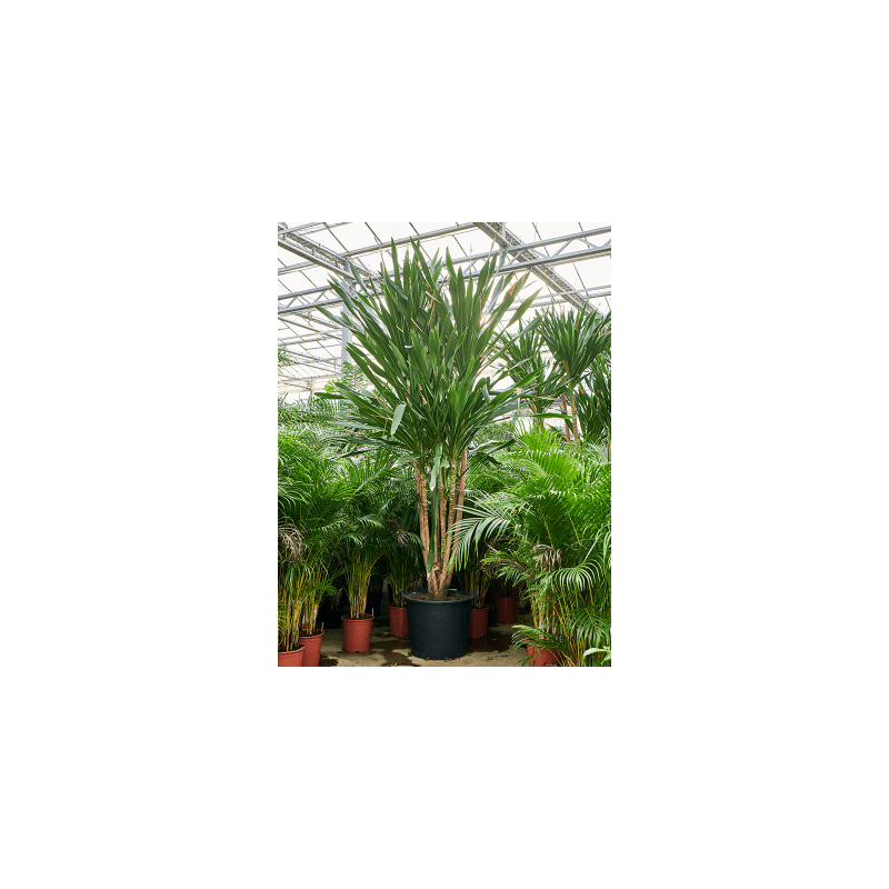 Dracaena gymea