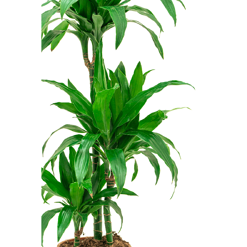 Dracaena Janet Craig 3-stam