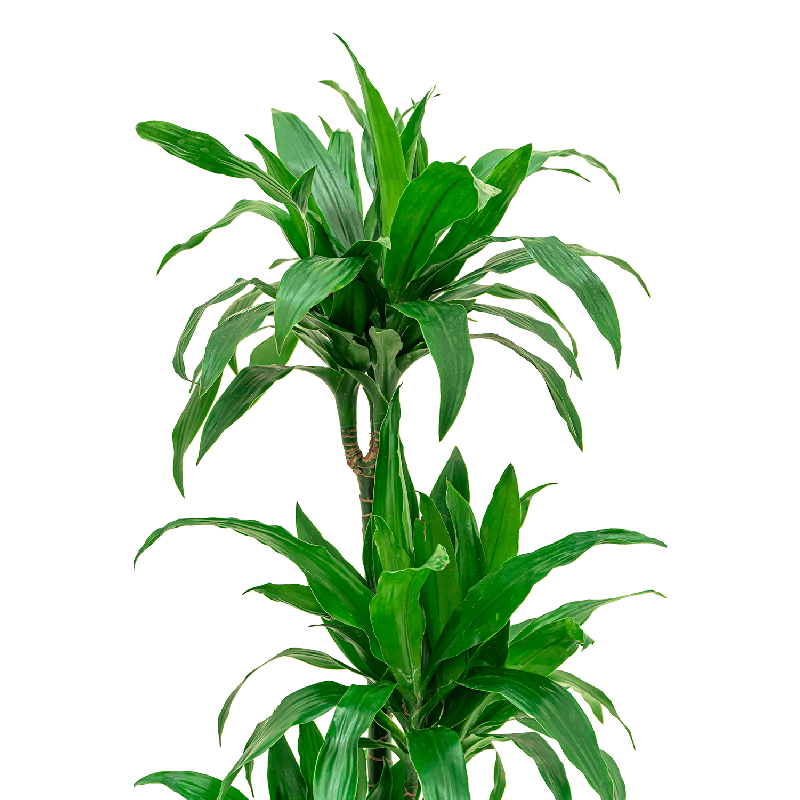 Dracaena Janet Craig 3-stam