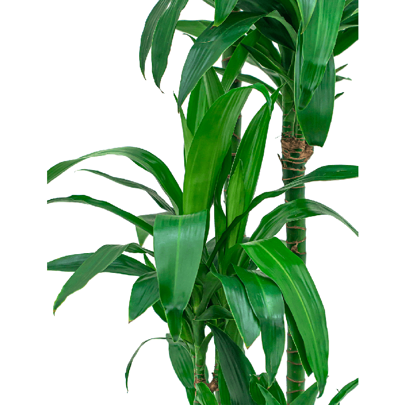 Dracaena Janet Craig 4-stam