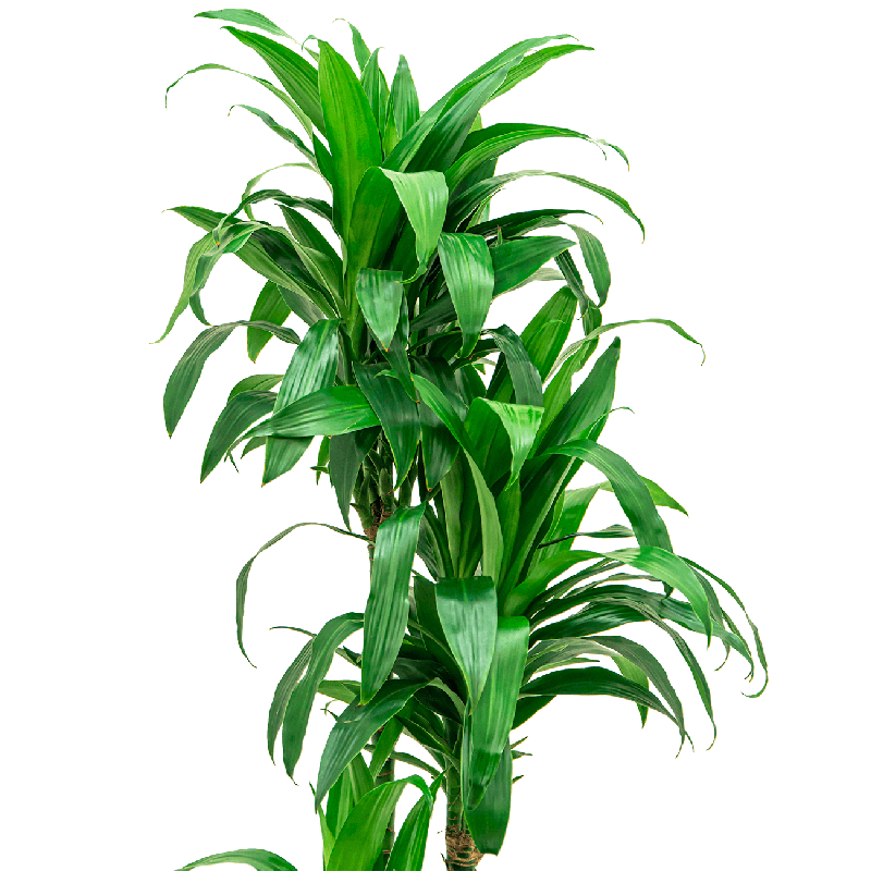 Dracaena Janet Craig in Baq Polystone Couple Zwart