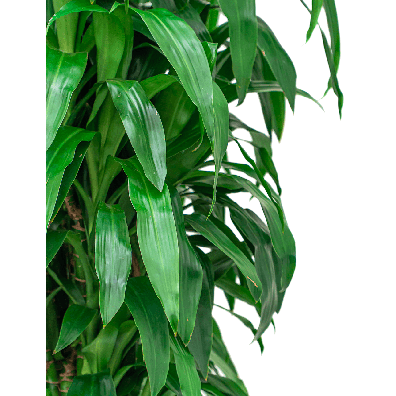 Dracaena Janet Craig hydrocultuur in Runner vierkant wit