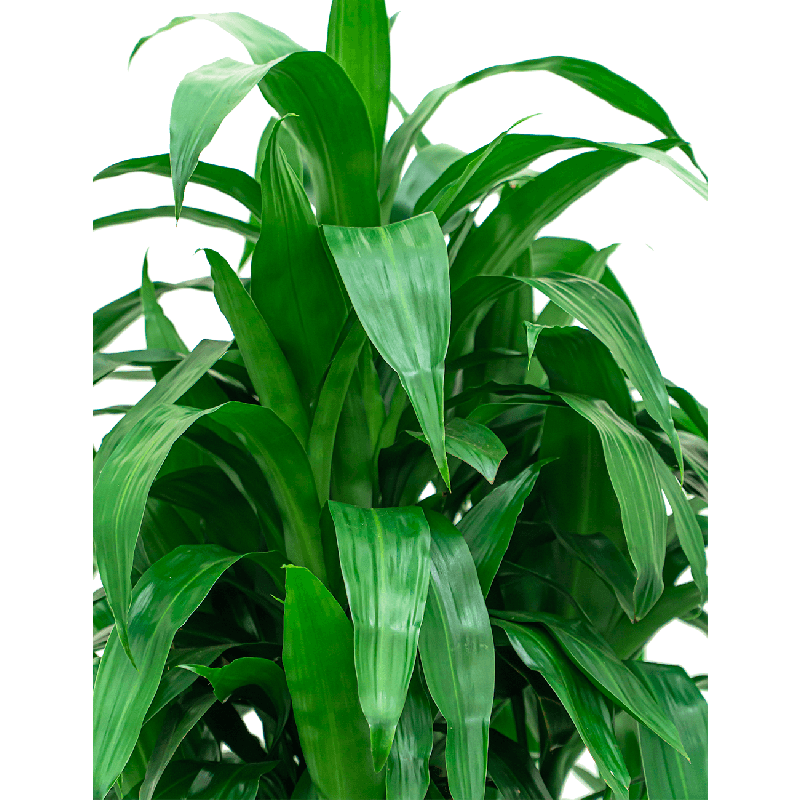 Dracaena Janet Craig hydrocultuur in Runner vierkant wit