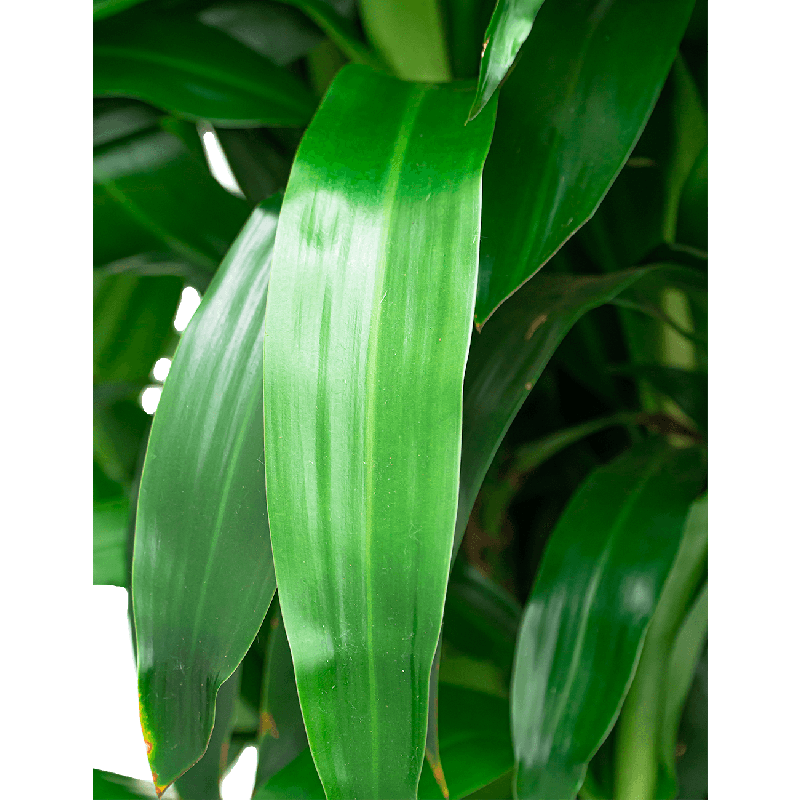 Dracaena Janet Craig hydrocultuur in Runner vierkant antraciet