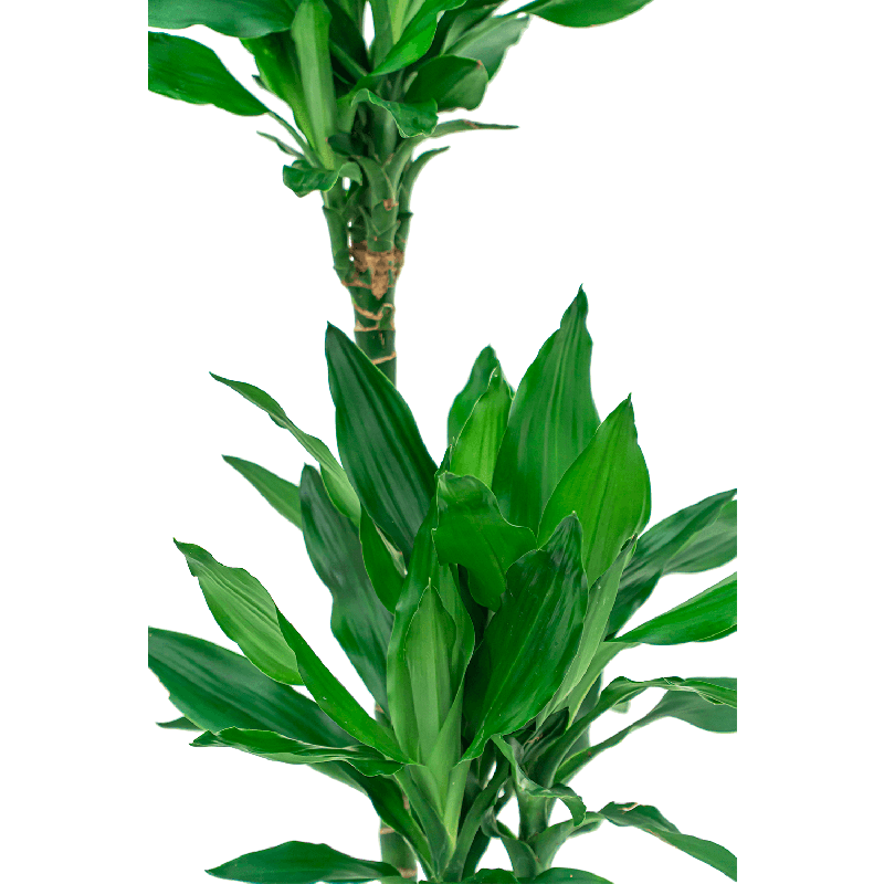 Dracaena Janet Lind hydrocultuur in Runner rond wit