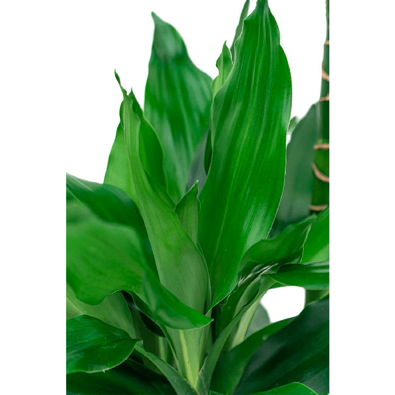 Dracaena Janet Lind 3-stam