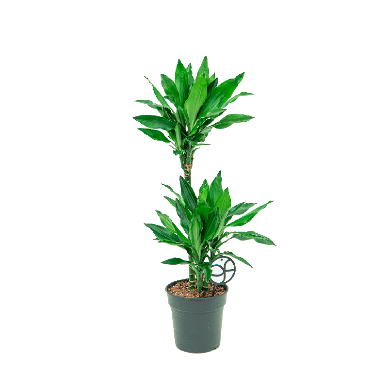 Dracaena Janet Lind 2-stam 