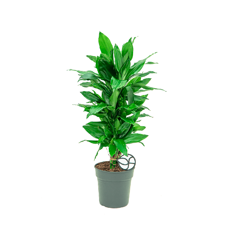 Dracaena Janet Lind vertakt