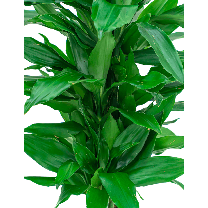 Dracaena Janet Lind vertakt