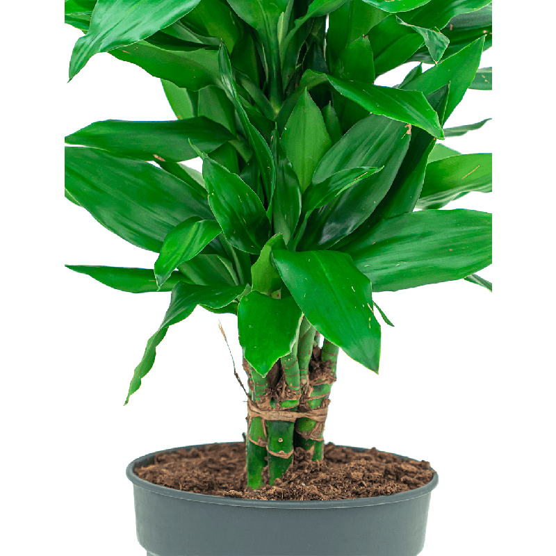 Dracaena Janet Lind vertakt