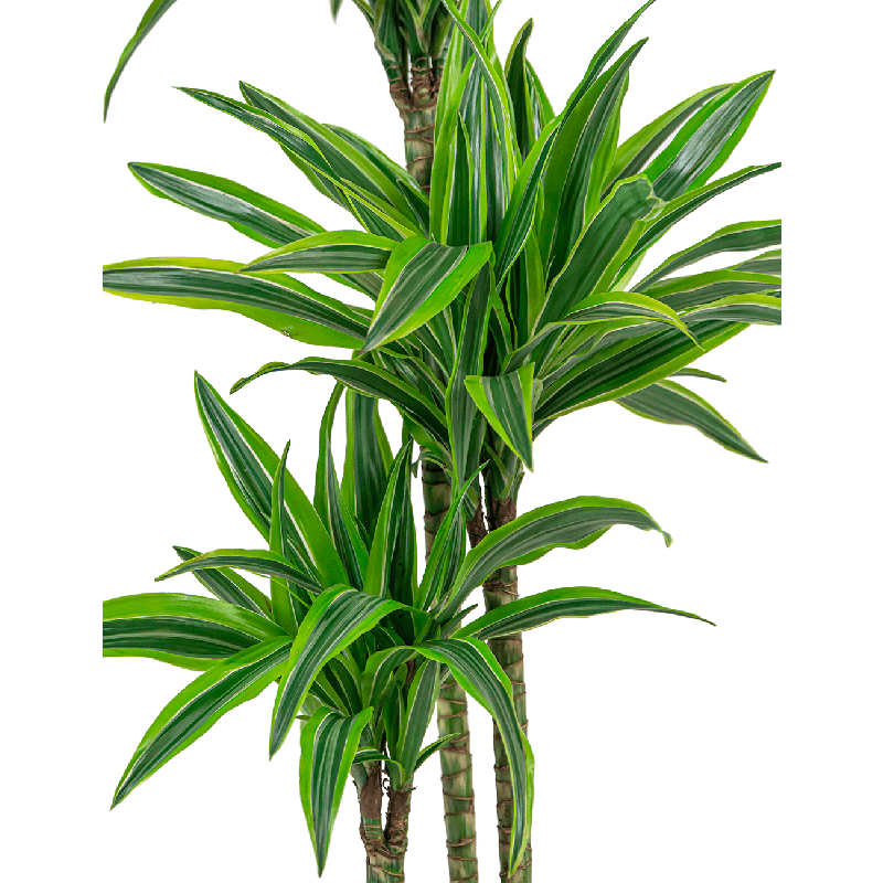 Dracaena Lemon Lime in Baq Gradient Lee Couple  Green