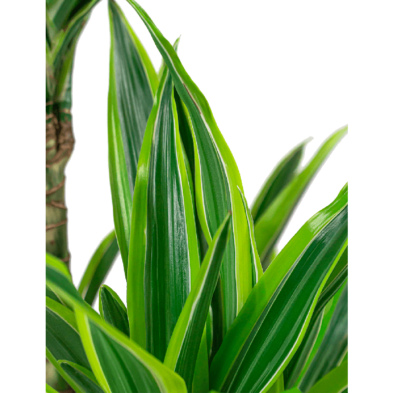 Dracaena Lemon Lime vertakt XL