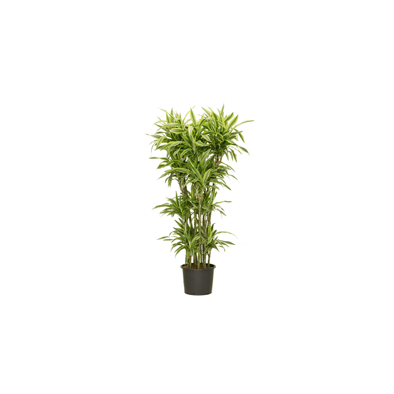 Dracaena Lemon Lime vertakt XL