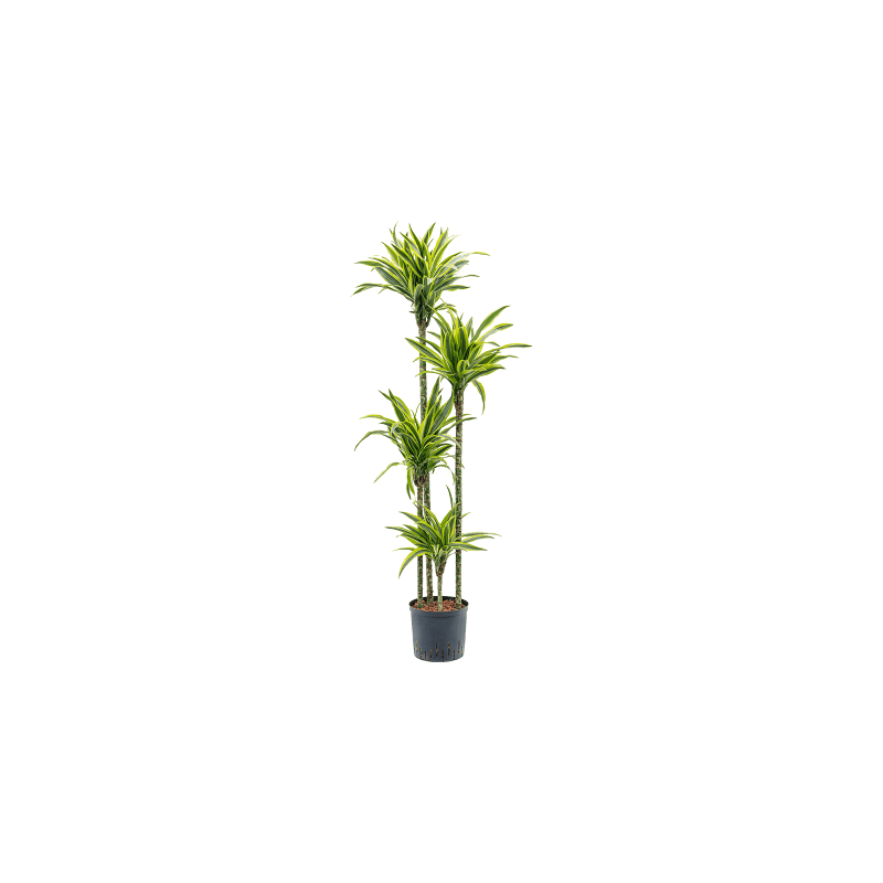 Dracaena lemon lime 175cm